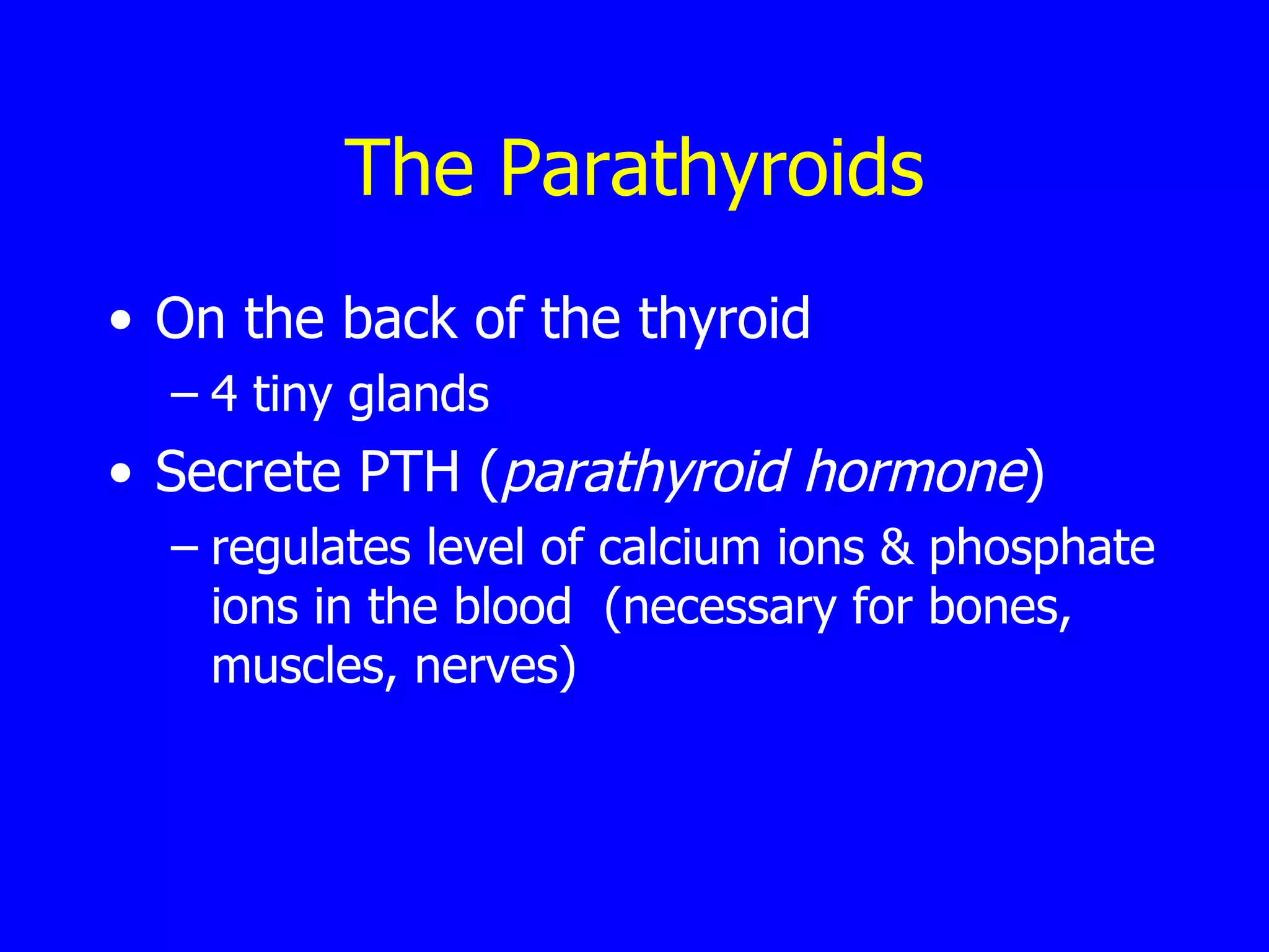 The  Parathyroids On the back of the thyroid  4 tiny glands Secrete PTH ( parathyroid hormone ) regulates level of calcium ions & phosphate ions in the blood  (necessary for bones, muscles, nerves) 