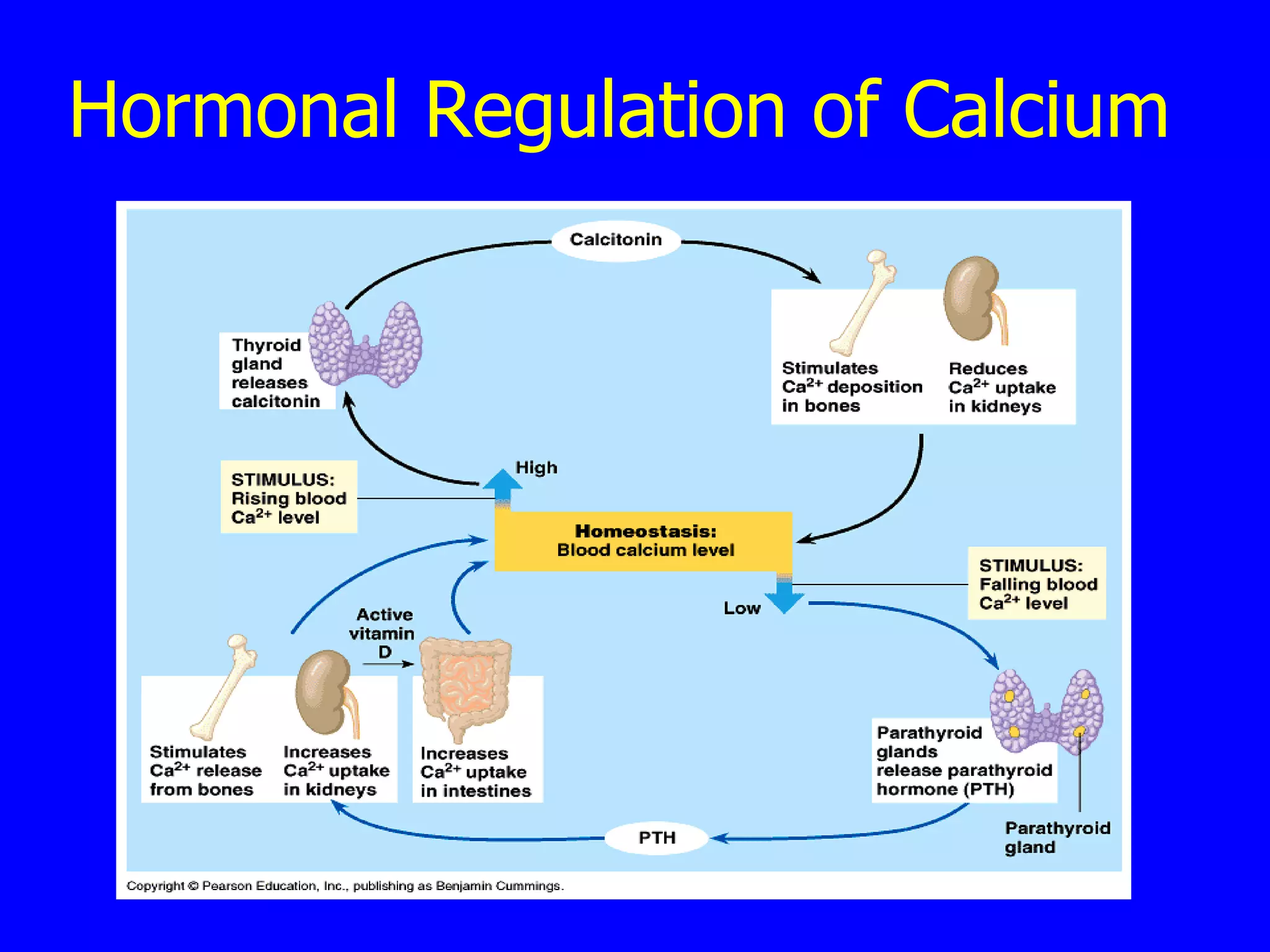Hormonal Regulation of Calcium 