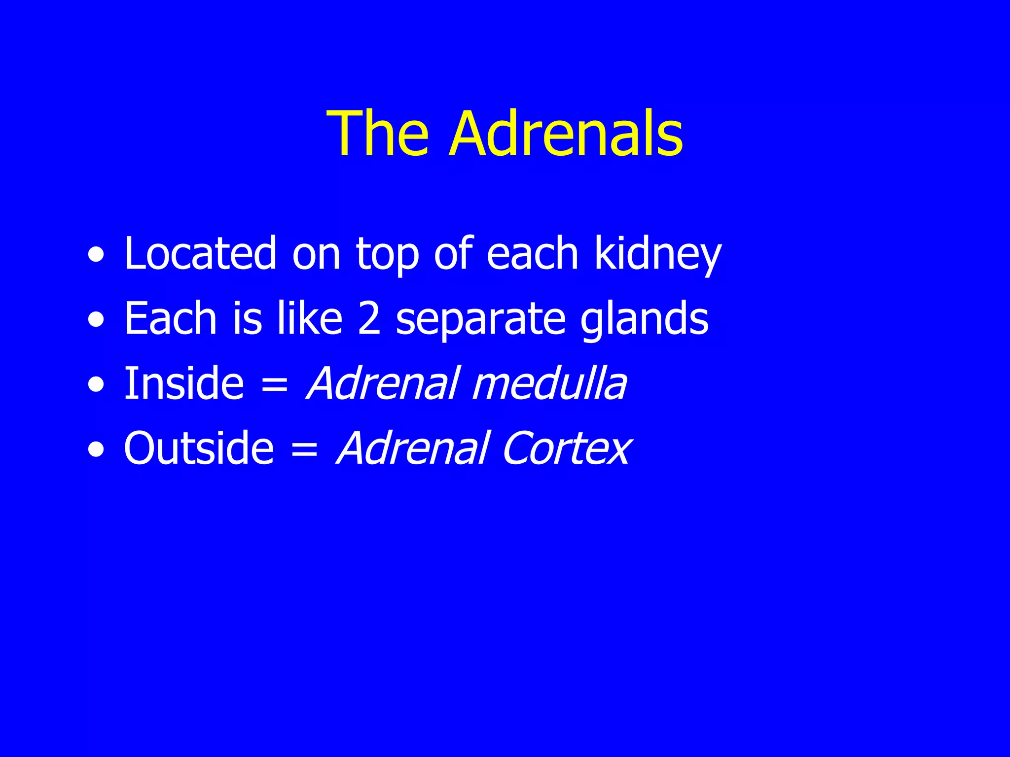 The  Adrenals Located on top of each kidney Each is like 2 separate glands Inside =  Adrenal medulla Outside =  Adrenal Cortex 