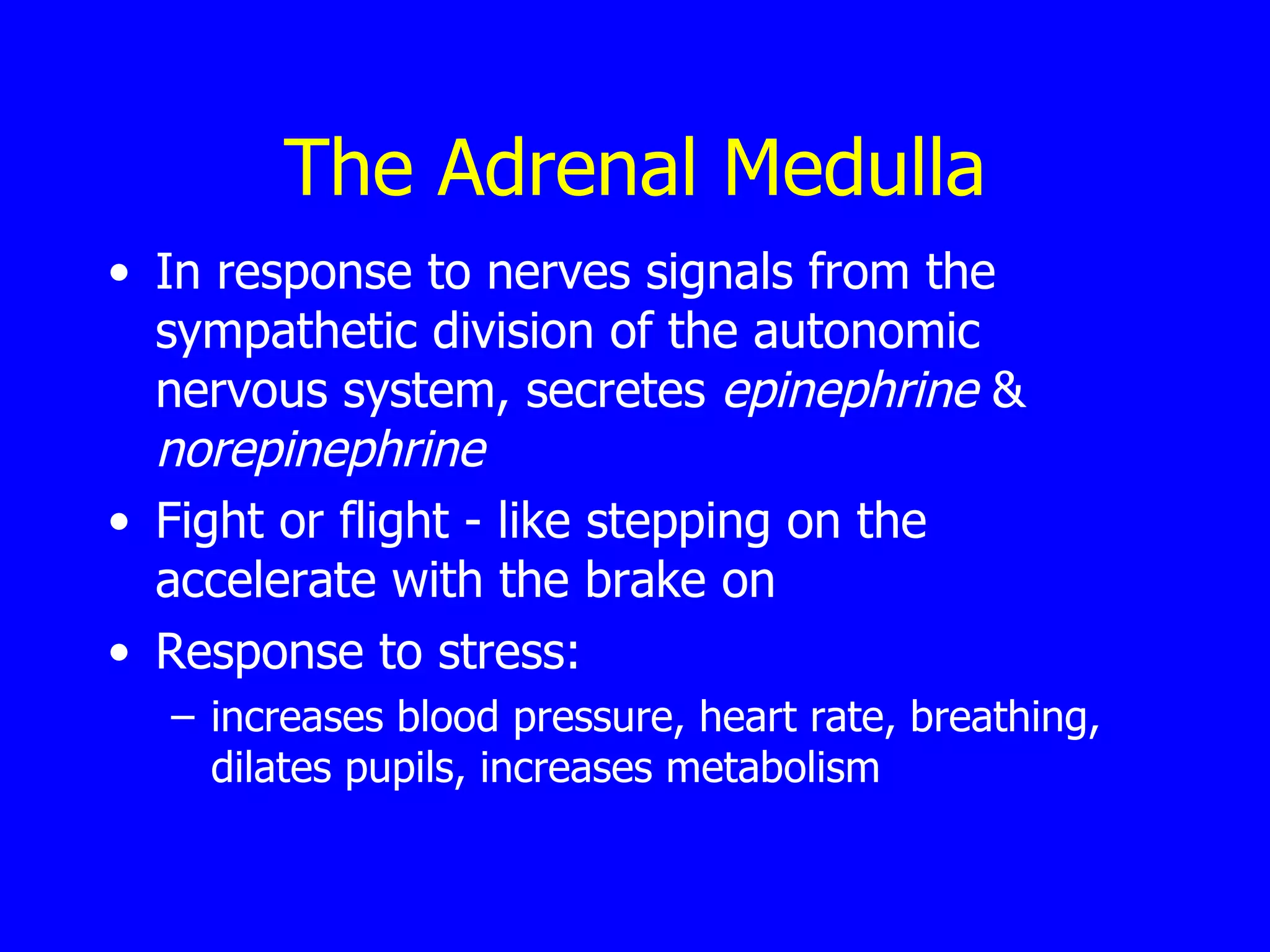 The Adrenal Medulla In response to nerves signals from the sympathetic division of the autonomic nervous system, secretes  epinephrine  &  norepinephrine Fight or flight - like stepping on the accelerate with the brake on Response to stress:  increases blood pressure, heart rate, breathing, dilates pupils, increases metabolism 