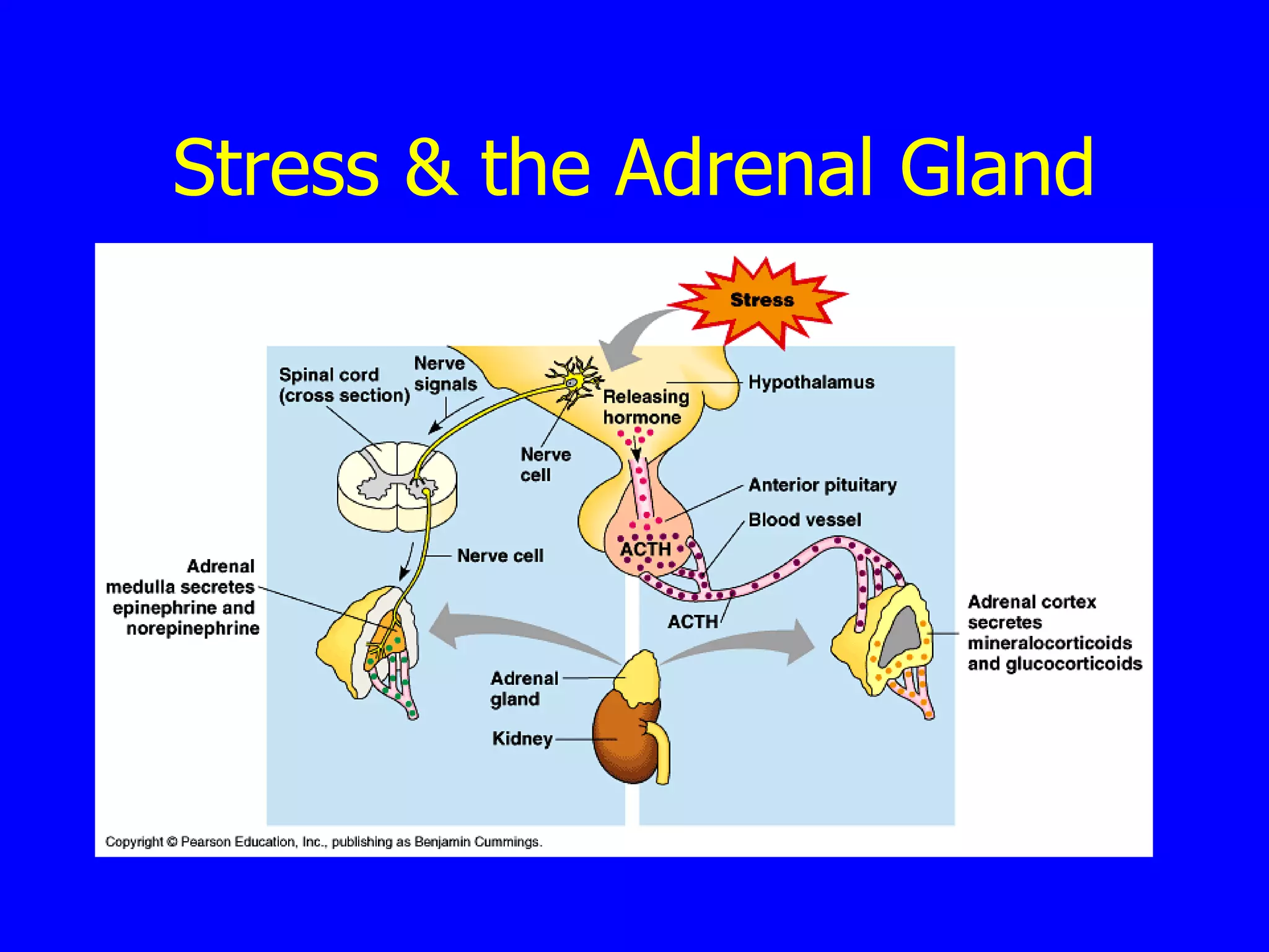 Stress & the Adrenal Gland 