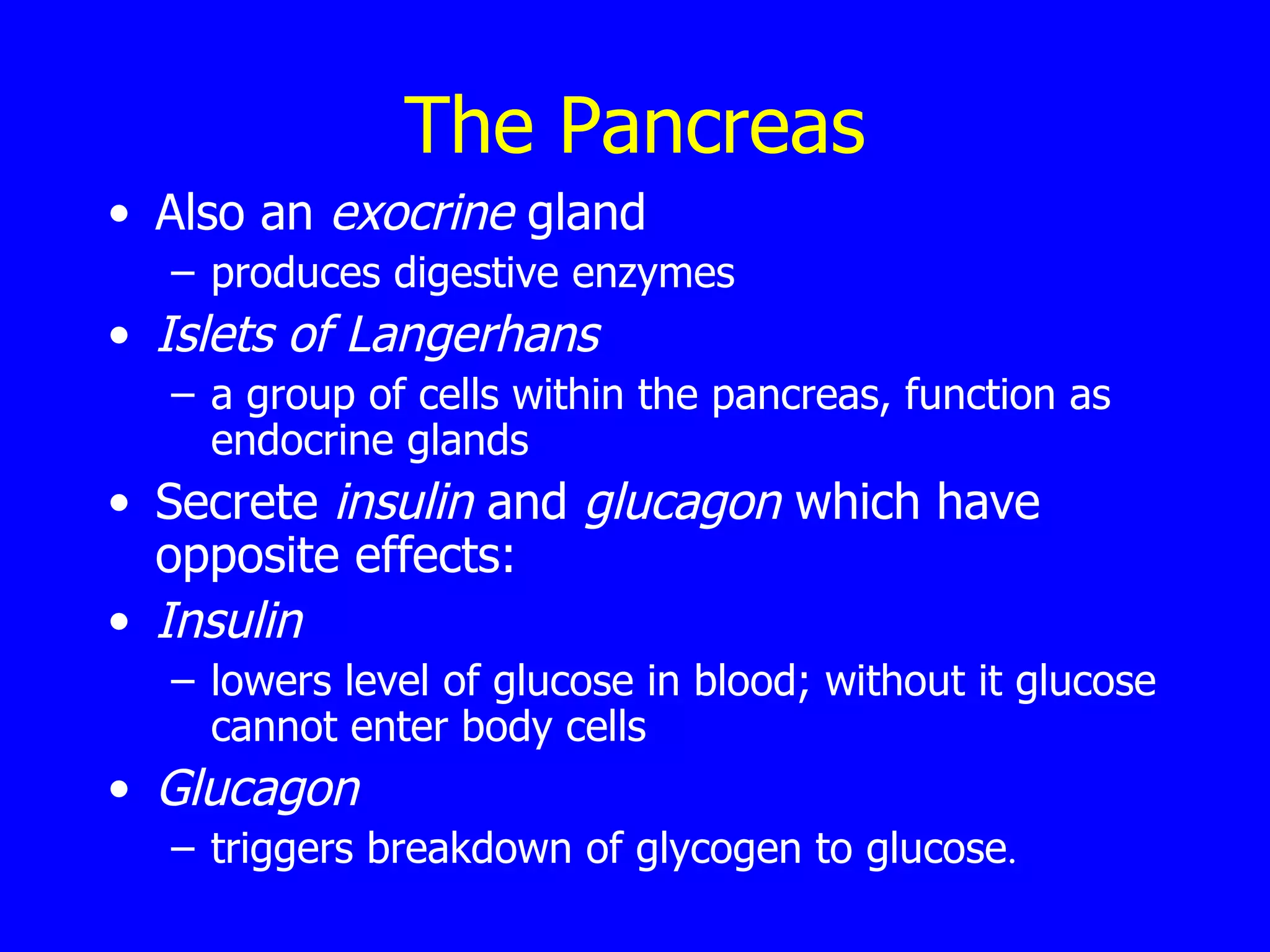 The Pancreas Also an  exocrine  gland  produces digestive enzymes Islets of Langerhans  a group of cells within the pancreas, function as endocrine glands Secrete  insulin  and  glucagon  which have opposite effects: Insulin   lowers level of glucose in blood; without it glucose cannot enter body cells Glucagon   triggers breakdown of glycogen to glucose . 