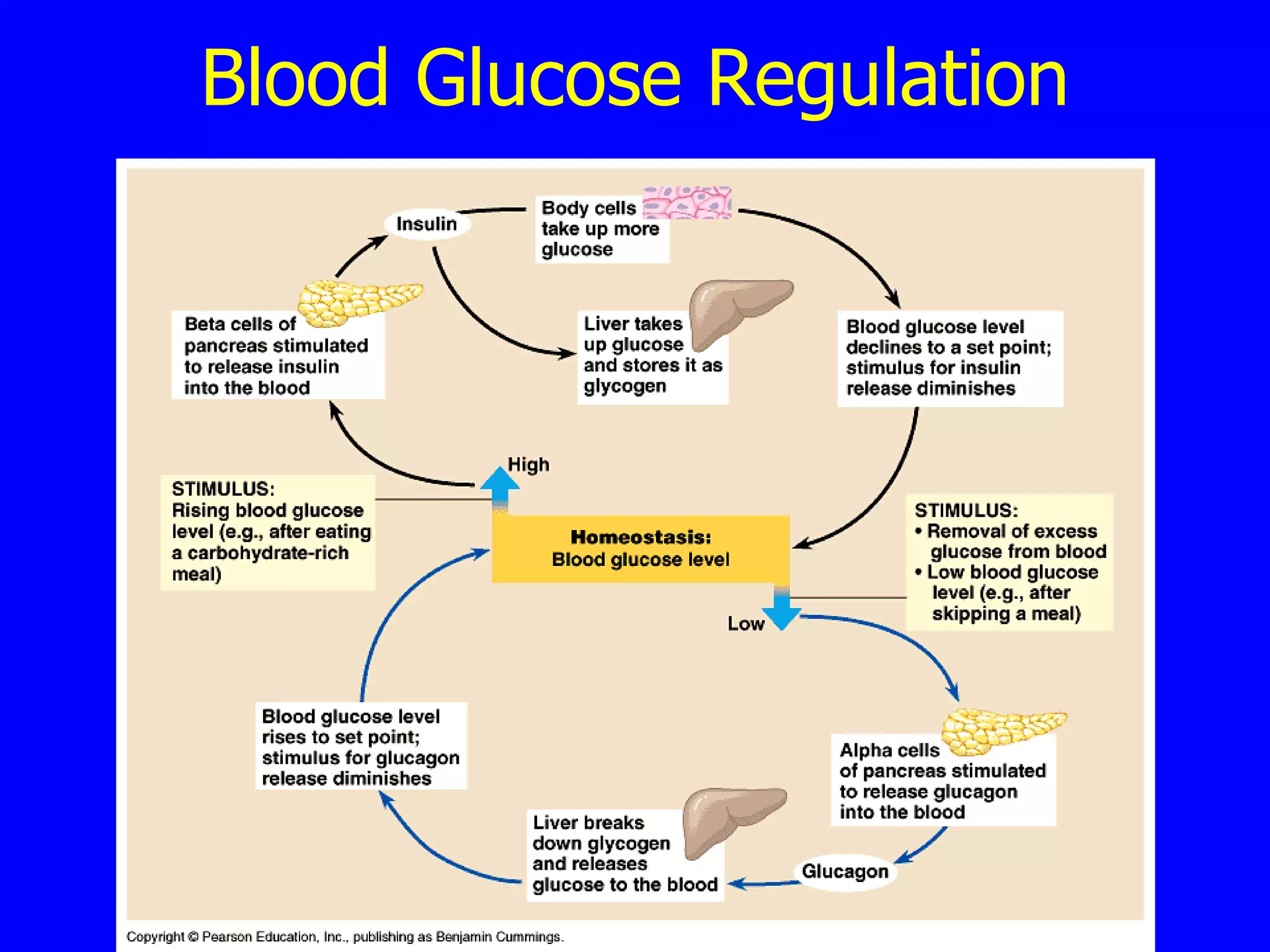 Blood Glucose Regulation 