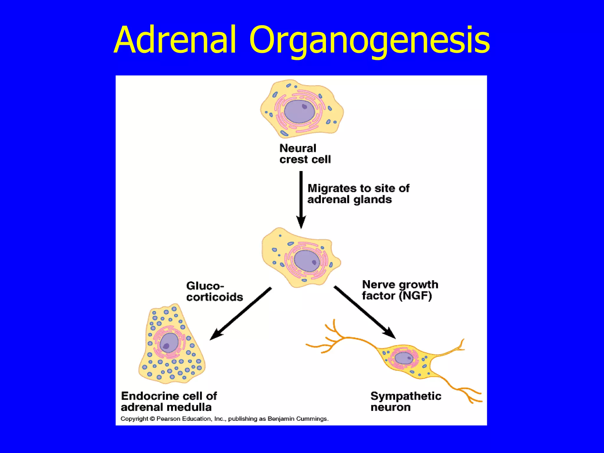 Adrenal Organogenesis 