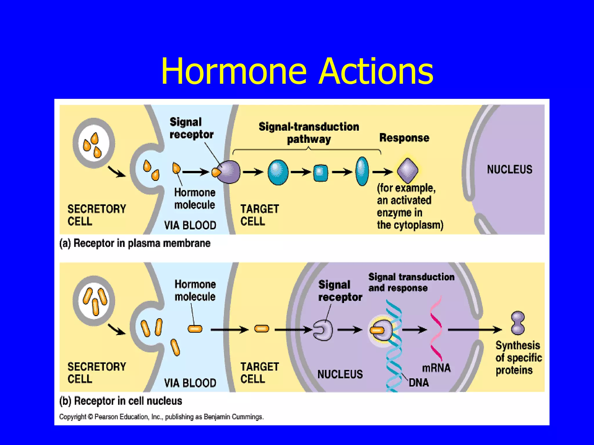Hormone Actions 