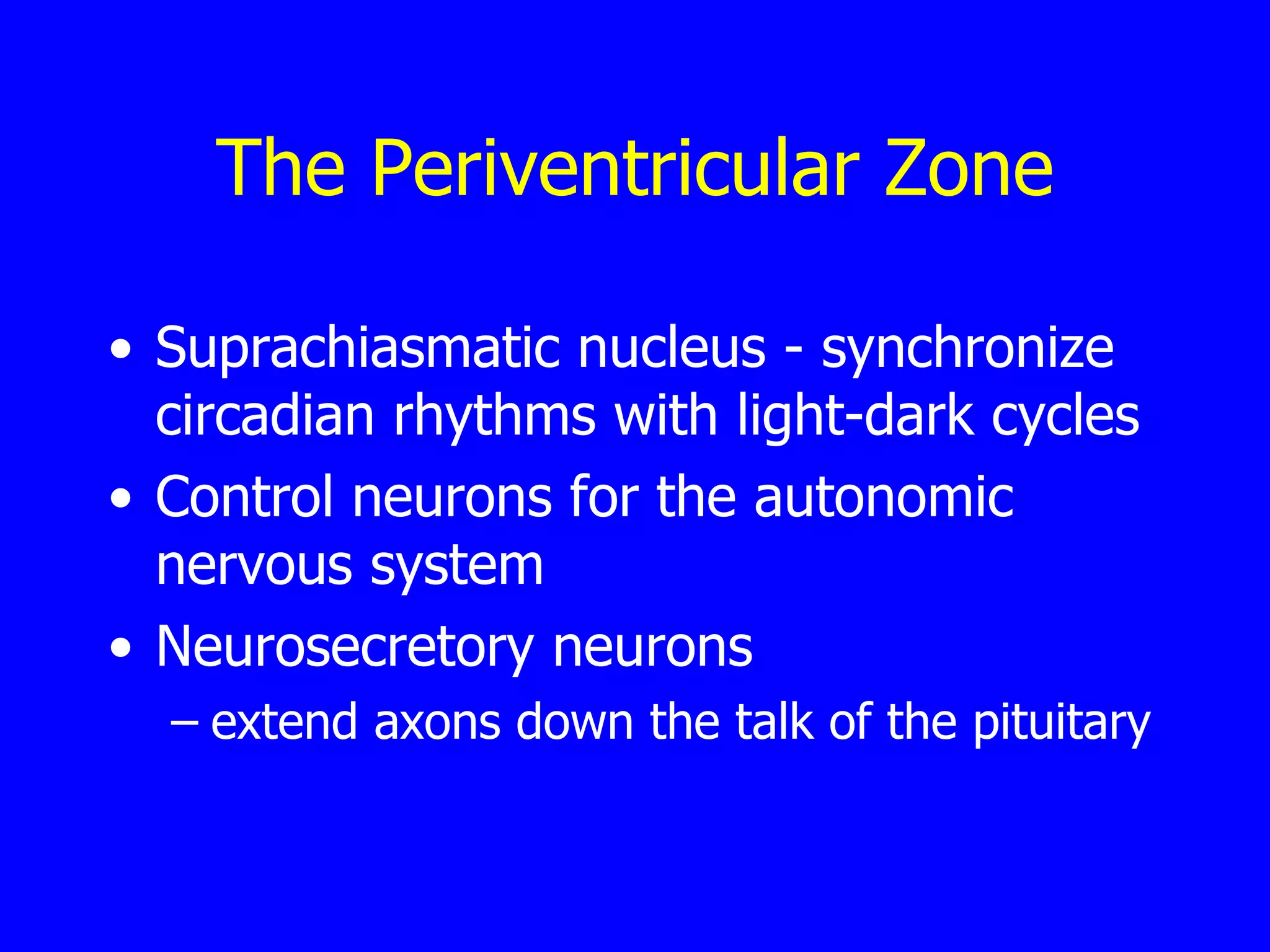 The Periventricular Zone Suprachiasmatic nucleus - synchronize circadian rhythms with light-dark cycles  Control neurons for the autonomic nervous system  Neurosecretory neurons  extend axons down the talk of the pituitary  