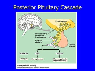 Posterior Pituitary Cascade 