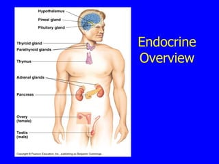 Endocrine Overview 