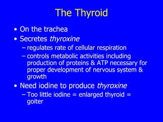 The Thyroid On the trachea Secretes  thyroxine regulates rate of cellular respiration controls metabolic activities including production of proteins & ATP necessary for proper development of nervous system & growth  Need iodine to produce  thyroxine Too little iodine = enlarged thyroid = goiter 