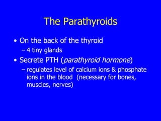 The  Parathyroids On the back of the thyroid  4 tiny glands Secrete PTH ( parathyroid hormone ) regulates level of calcium ions & phosphate ions in the blood  (necessary for bones, muscles, nerves) 