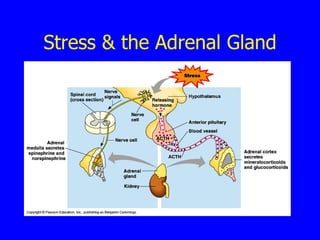 Stress & the Adrenal Gland 