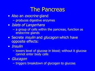 The Pancreas Also an  exocrine  gland  produces digestive enzymes Islets of Langerhans  a group of cells within the pancreas, function as endocrine glands Secrete  insulin  and  glucagon  which have opposite effects: Insulin   lowers level of glucose in blood; without it glucose cannot enter body cells Glucagon   triggers breakdown of glycogen to glucose . 