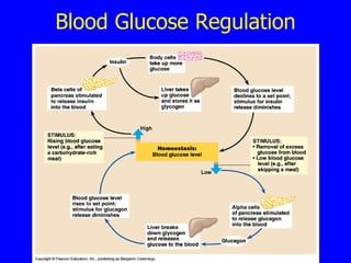 Blood Glucose Regulation 