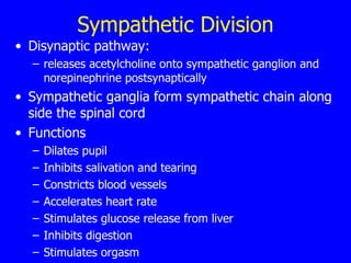 Sympathetic Division Disynaptic pathway:  releases acetylcholine onto sympathetic ganglion and norepinephrine postsynaptically  Sympathetic ganglia form sympathetic chain along side the spinal cord  Functions Dilates pupil  Inhibits salivation and tearing  Constricts blood vessels  Accelerates heart rate  Stimulates glucose release from liver  Inhibits digestion  Stimulates orgasm  