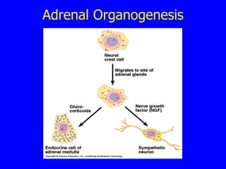 Adrenal Organogenesis 