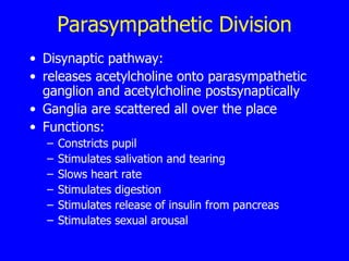 Parasympathetic Division Disynaptic pathway:  releases acetylcholine onto parasympathetic ganglion and acetylcholine postsynaptically  Ganglia are scattered all over the place  Functions:  Constricts pupil  Stimulates salivation and tearing  Slows heart rate  Stimulates digestion  Stimulates release of insulin from pancreas  Stimulates sexual arousal  