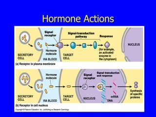 Hormone Actions 