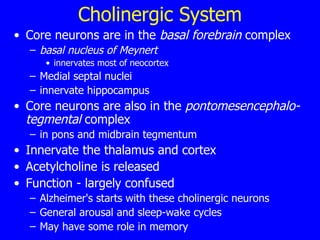 Cholinergic System Core neurons are in the  basal forebrain  complex basal nucleus of Meynert   innervates most of neocortex  Medial septal nuclei  innervate hippocampus  Core neurons are also in the  pontomesencephalo-tegmental  complex  in pons and midbrain tegmentum  Innervate the thalamus and cortex  Acetylcholine is released  Function - largely confused  Alzheimer's starts with these cholinergic neurons  General arousal and sleep-wake cycles  May have some role in memory  