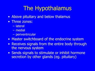 The Hypothalamus Above pituitary and below thalamus  Three zones: lateral medial  periventricular  Master switchboard of the endocrine system Receives signals from the entire body through the nervous system Sends signals to stimulate or inhibit hormone secretion by other glands (eg. pituitary) 