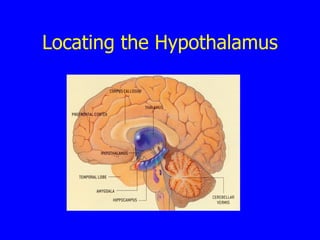 Locating the Hypothalamus 