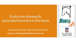 Endocrine diseases &
associated laminitis in the horse
Gustavo Ferlini agne, MV, MS, DACVIM-LA
gustavo.ferliniagne@Adelaide.edu.au
 
