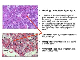 • Histology of the Adenohypophysis
• The bulk of the adenohypophysis is
pars distalis. That tissue is composed
of winding cords of epithelial cells
flanked by vascular sinusoids.
• In sections stained with dyes such as
hematoxylin and eosin, three distinct
cell types are seen among epithelial
cells:
• Acidophils have cytoplasm that stains
red or orange
• Basophils have cytoplasm that stains
a bluish color
• Chromophobes have cytoplasm that
stains very poorly
 
