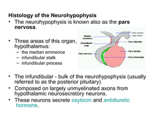 Histology of the Neurohypophysis
• The neurohypophysis is known also as the pars
nervosa.
• Three areas of this organ, starting closest to the
hypothalamus:
– the median eminence
– infundibular stalk
– infundibular process
• The infundibular - bulk of the neurohypophysis (usually
referred to as the posterior pituitary)
• Composed on largely unmyelinated axons from
hypothalamic neurosecretory neurons.
• These neurons secrete oxytocin and antidiuretic
hormone.
 