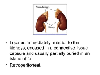 • Located immediately anterior to the
kidneys, encased in a connective tissue
capsule and usually partially buried in an
island of fat.
• Retroperitoneal.
 