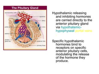 Hypothalamic releasing
and inhibiting hormones
are carried directly to the
anterior pituitary gland
via hypothalamic-
hypophyseal portal veins
.
Specific hypothalamic
hormones bind to
receptors on specific
anterior pituitary cells,
modulating the release
of the hormone they
produce.
 