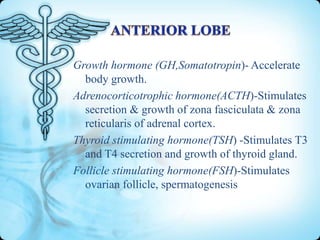 Growth hormone (GH,Somatotropin)- Accelerate
body growth.
Adrenocorticotrophic hormone(ACTH)-Stimulates
secretion & growth of zona fasciculata & zona
reticularis of adrenal cortex.
Thyroid stimulating hormone(TSH) -Stimulates T3
and T4 secretion and growth of thyroid gland.
Follicle stimulating hormone(FSH)-Stimulates
ovarian follicle, spermatogenesis

 