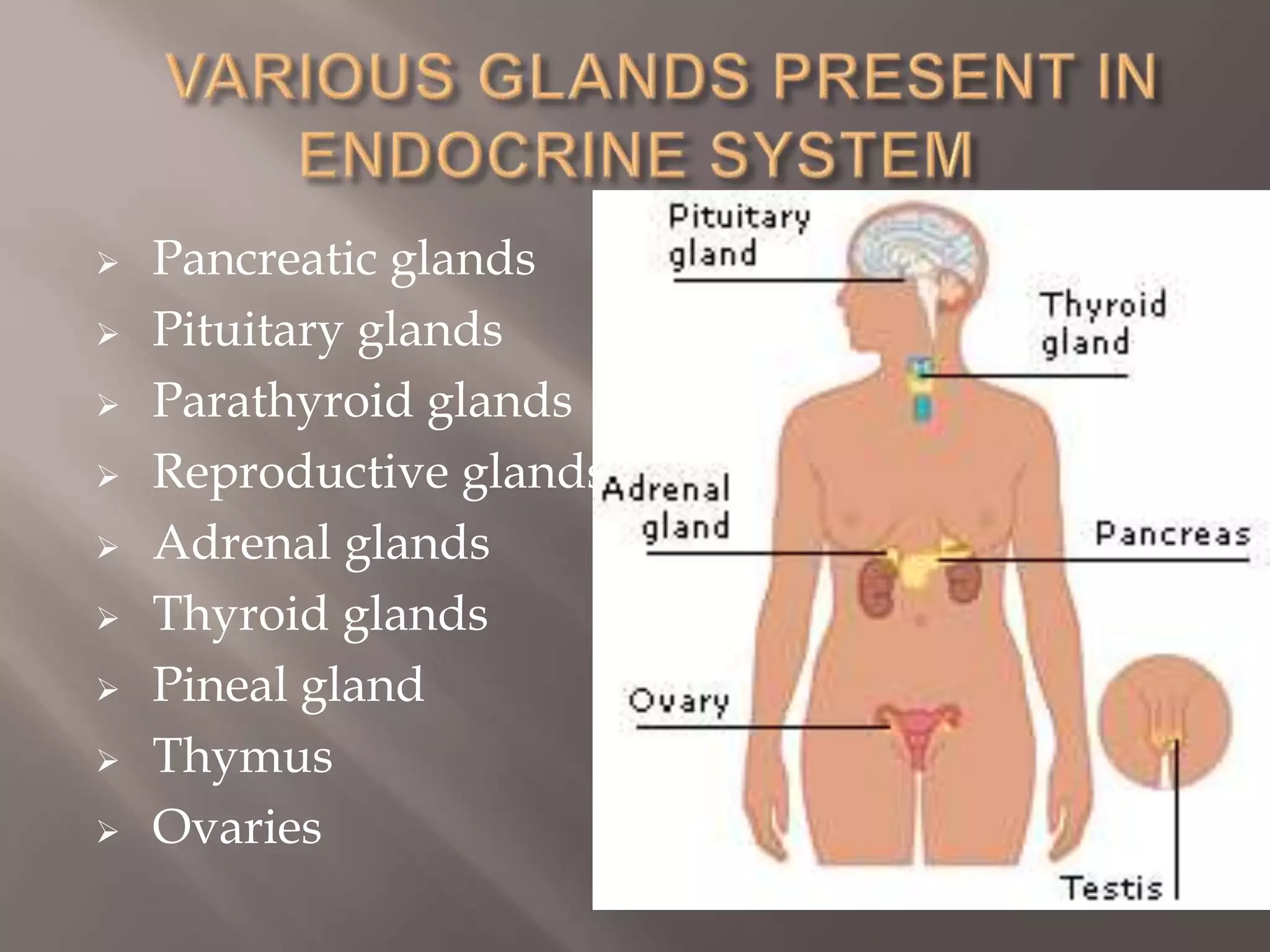  Pancreatic glands
Pituitary glands
Parathyroid glands
Reproductive glands
Adrenal glands
Thyroid glands
Pineal gland
Thymus
Ovaries
