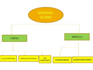 ADRENAL
GLAND
CORTEX
MEDULLA
GLUCOCORTICOIDS MINERALOCORTICOIDS
EPINEPHRINE NOREPINEPHRINE
SEX
HORMONES
 
