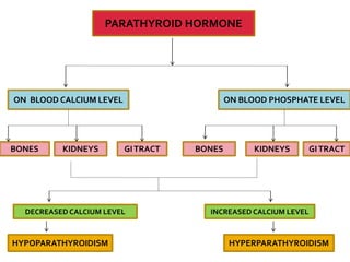 PARATHYROID HORMONE
ON BLOOD CALCIUM LEVEL ON BLOOD PHOSPHATE LEVEL
BONES KIDNEYS GITRACT BONES KIDNEYS GITRACT
DECREASED CALCIUM LEVEL INCREASED CALCIUM LEVEL
HYPOPARATHYROIDISM HYPERPARATHYROIDISM
 