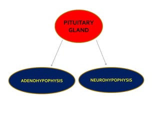 PITUITARY
GLAND
ADENOHYPOPHYSIS NEUROHYPOPHYSIS
 