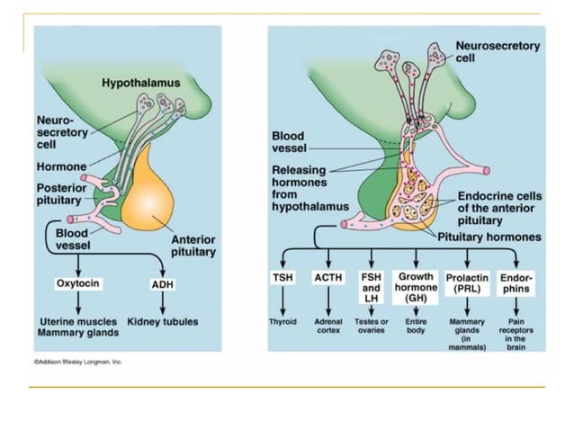 Endocrine Disorders (Pituitary) | PPT
