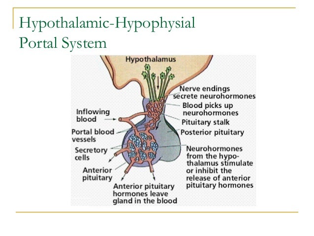 Endocrine Disorders (Pituitary)