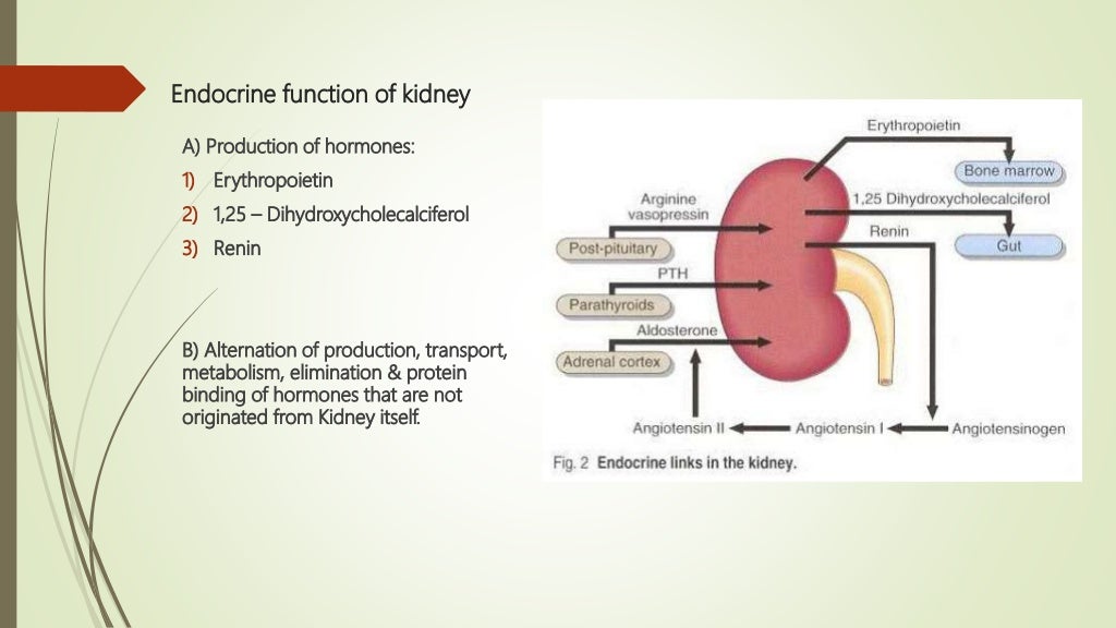 Endocrine disorders in chronic kidney disease