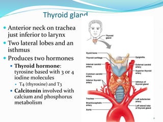 Thyroid gland
 Anterior neck on trachea
just inferior to larynx
 Two lateral lobes and an
isthmus
 Produces two hormones
 Thyroid hormone:
tyrosine based with 3 or 4
iodine molecules
 T4 (thyroxine) and T3
 Calcitonin involved with
calcium and phosphorus
metabolism
10
 