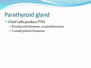 Parathyroid gland
 Chief cells produce PTH
 Parathyroid hormone, or parathormone
 A small protein hormone
 