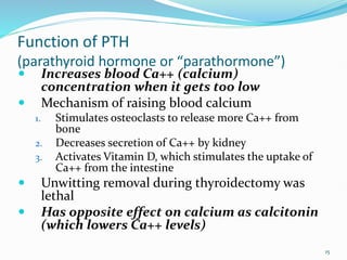 Function of PTH
(parathyroid hormone or “parathormone”)
 Increases blood Ca++ (calcium)
concentration when it gets too low
 Mechanism of raising blood calcium
1. Stimulates osteoclasts to release more Ca++ from
bone
2. Decreases secretion of Ca++ by kidney
3. Activates Vitamin D, which stimulates the uptake of
Ca++ from the intestine
 Unwitting removal during thyroidectomy was
lethal
 Has opposite effect on calcium as calcitonin
(which lowers Ca++ levels)
15
 