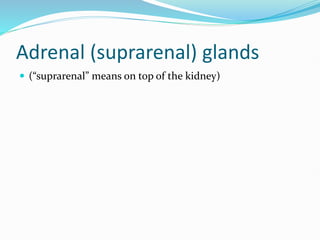 Adrenal (suprarenal) glands
 (“suprarenal” means on top of the kidney)
 