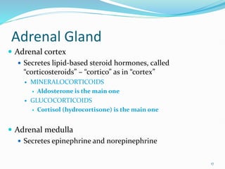 Adrenal Gland
 Adrenal cortex
 Secretes lipid-based steroid hormones, called
“corticosteroids” – “cortico” as in “cortex”
 MINERALOCORTICOIDS
 Aldosterone is the main one
 GLUCOCORTICOIDS
 Cortisol (hydrocortisone) is the main one
 Adrenal medulla
 Secretes epinephrine and norepinephrine
17
 