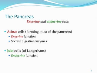The Pancreas
Exocrine and endocrine cells
 Acinar cells (forming most of the pancreas)
 Exocrine function
 Secrete digestive enzymes
 Islet cells (of Langerhans)
 Endocrine function
23
 