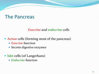 The Pancreas
Exocrine and endocrine cells
 Acinar cells (forming most of the pancreas)
 Exocrine function
 Secrete digestive enzymes
 Islet cells (of Langerhans)
 Endocrine function
24
 