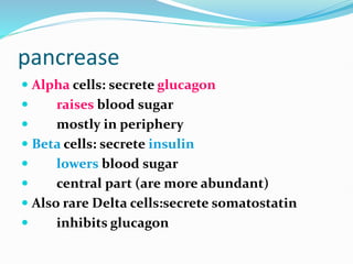 pancrease
 Alpha cells: secrete glucagon
 raises blood sugar
 mostly in periphery
 Beta cells: secrete insulin
 lowers blood sugar
 central part (are more abundant)
 Also rare Delta cells:secrete somatostatin
 inhibits glucagon
 