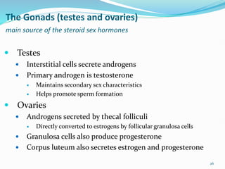 26
The Gonads (testes and ovaries)
main source of the steroid sex hormones
 Testes
 Interstitial cells secrete androgens
 Primary androgen is testosterone
 Maintains secondary sex characteristics
 Helps promote sperm formation
 Ovaries
 Androgens secreted by thecal folliculi
 Directly converted to estrogens by follicular granulosa cells
 Granulosa cells also produce progesterone
 Corpus luteum also secretes estrogen and progesterone
 