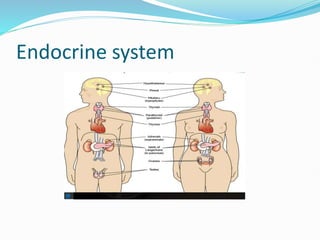 Endocrine system
 