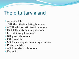 The pituitary gland
 Anterior lobe
• TSH: thyroid-stimulating hormone
 ACTH: adrenocorticotropic hormone
 FSH: follicle-stimulating hormone
 LH: luteinizing hormone
 GH: growth hormone
 PRL: prolactin
 MSH: melanocyte-stimulating hormone
 Posterior lobe
 ADH: antidiuretic hormone
 Oxytocin
 