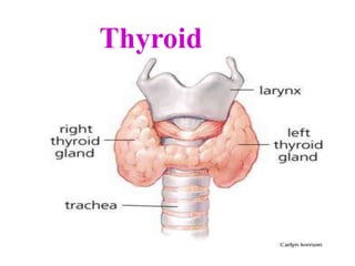 Thyroid
 