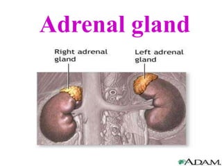 Adrenal gland
 
